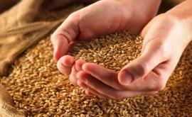 Hotărîrea cu privire la sistarea exportului de grîu publicată în Monitorul Oficial
