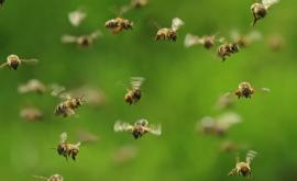 Пчел объединили с дронами для поиска мин на Балканах