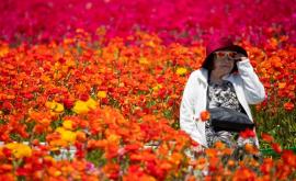 Туристы съезжаются в Калифорнию чтобы полюбоваться цветочными полями