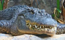 Ce sa descoperit în stomacul unui aligator de 445 de kilograme