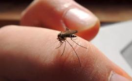 Как защититься от комаров без вреда для здоровья
