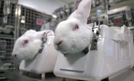 Spania anchetează un presupus caz de maltratare a animalelor întrun laborator