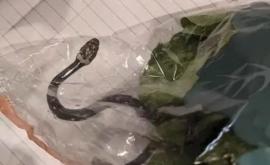 Австралийская пара нашла ядовитую змею в пакете с салатом купленном в супермаркете