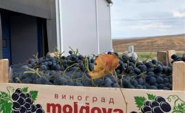 În Moldova a crescut brusc exportul de struguri