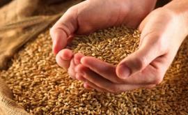 Declarație Criza grîului a fost creată artificial