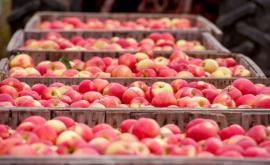Чем объясняется медленный экспорт молдавских яблок в этом году