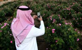 Lanurile de trandafiri în Arabia Saudită