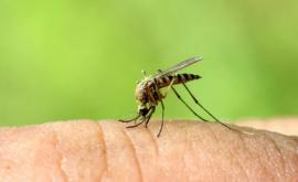 Найден эффективный способ защиты от ночных укусов комаров
