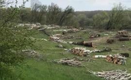 Массовая вырубка деревьев в Криулянах Как это прокомментировала Moldsilva