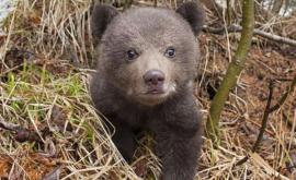 Pui de urs filmat la furat în România
