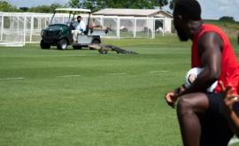 Во Флориде крокодил помешал тренировке футболистов