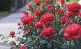 Как посадить саженцы розы подготовка и посадка