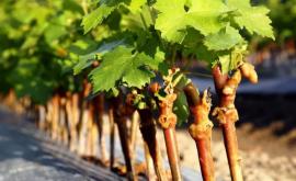 Россия заинтересована в импорте саженцев винограда из Молдовы