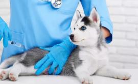 В России начали выпускать вакцину от коронавируса для животных