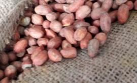 26 тонн арахиса с плесенью могли попасть на рынок Молдовы
