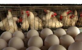 Молдова успешно прошла первый этап аудита на экспорт птицы и яиц в ЕС