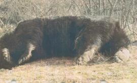 Ecologiștii lau acuzat pe prințul Liechtenstein Emanuel de uciderea celui mai mare urs din România