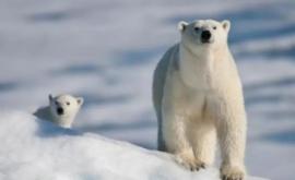 Urși polari înfometați au fost filmați în Siberia în timp ce aleargă agățați de o mașină de gunoi