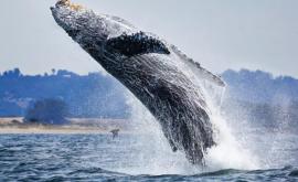 16 kilograme de plastic au fost găsite în stomacul unei balene care a eșuat pe o plajă din Franța