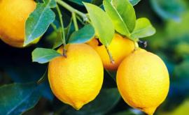 Болезни которые можно лечить с помощью лимона