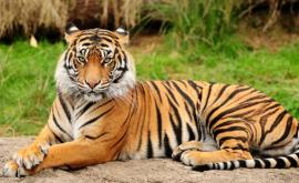 В Техасе по улицам разгуливает тигр Полиция его ищет