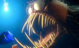 На пляж в США выбросило жуткую глубоководную рыбу Похожая была в мультфильме В поисках Немо