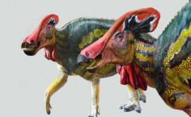 O nouă specie de dinozaur cu creastă identificată în Mexic