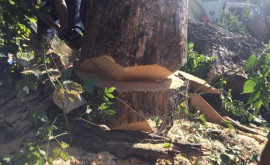 Candidat PAS la parlamentare acuzat de defrișări ilicite de copaci