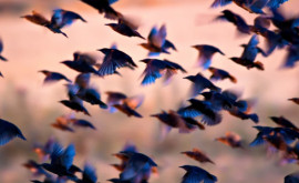 Численность птиц на Земле превысила общее число всех людей