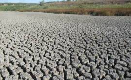 Ecologiștii Fără păduri și ploi Moldova riscă să se transforme întrun deșert