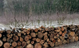 Экологи предупреждают Молдова может потерять леса и природу