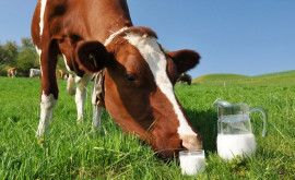 Насколько полезно для здоровья сырое молоко