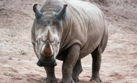 Новости мира в американском зоопарке носорог играет на пианино