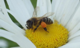 Albinele sînt chiar şi mai inteligente decît se credea