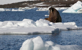 Temperatura în zona arctică a crescut cu 31 grade în ultimii 40 de ani