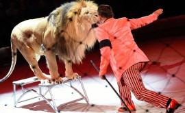 Un artist de circ a fost atacat de un leu în timpul unui spectacol la care asistau mulți copii
