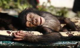 Перед уходом в иной мир шимпанзе почеловечески попрощалась с человеком которого знала 50 лет