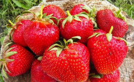 Dieta cu căpșuni îmbunătățește respirația