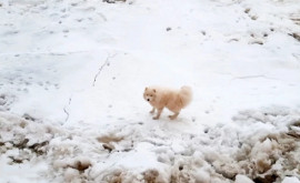 Потерявшуюся собаку нашли среди арктических льдов