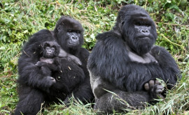 Исследование африканские обезьяны могут потерять ареал обитания