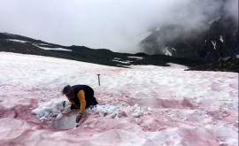 Кровавый снег в Альпах заинтересовал климатологов