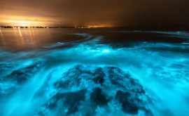 Fenomen rar și spectaculos ape acoperite de alge strălucitoare în Australia