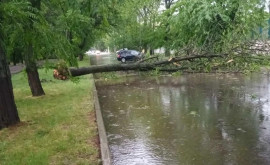 Ploaia a creat ravagii în Tiraspol copaci doborîți mașini avariate