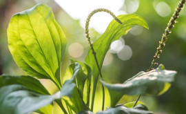 Pătlagina planta care vă va ajuta să scăpați de multe boli