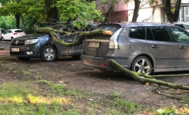 Două mașini avariate după ce un copac a căzut peste ele