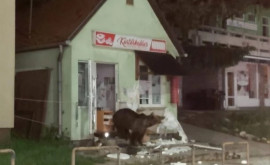 Urșii au invadat un oraș din România
