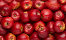 Россельхознадзор забраковал 20 тонн яблок из Молдовы