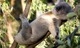 В Австралии коалы могут стать исчезающим видом