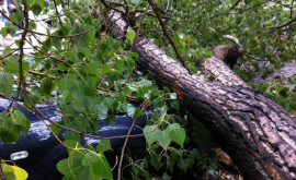La un pas de tragedie Un copac a căzut în apropiere de Soltănești