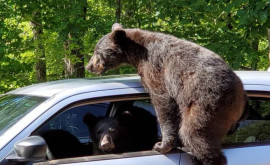 Adevărat hoţ în serie Locuitorii unui stat din SUA terorizaţi de un urs ce le intră în maşini
